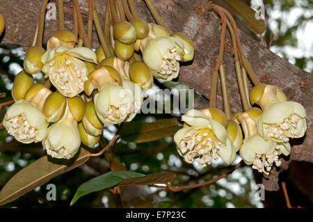 Durian, Thailandia, Asia, Durio zibethinus, fiore, albero, Foto Stock