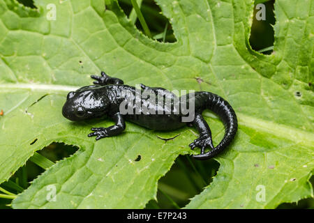 Animale, anfibi, Salamandra, Alpine salamander, nero, Salamandra atra salamandra Foto Stock