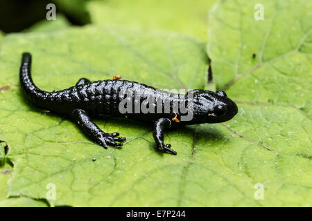 Animale, anfibi, Salamandra, Alpine salamander, nero, Salamandra atra salamandra Foto Stock