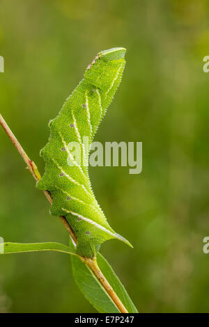 Animale, insetto, Caterpillar, Butterfly, Tarma Hawk-Moth, Smerinthus ocellatus, Smerinthus ocellata, Eyed Hawk-Moth, Sphingidae, Foto Stock