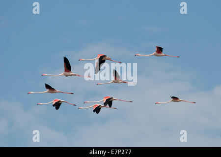 Gruppo, grande fenicottero, volo, Camargue, Francia, Phoenicopterus roseus, Flamingo, Foto Stock