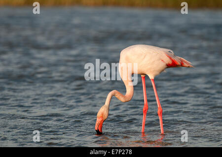 Grande fenicottero, volo, Camargue, Francia, Phoenicopterus roseus, Flamingo, Foto Stock