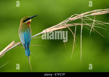 Blue Tailed, Bee Eater Merops philippinus, Thailandia, Asia, bird, Foto Stock