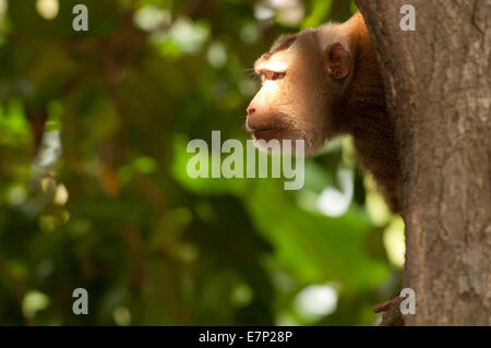 Maiale settentrionale coda macaque, Macaca leonina, Ritratto, Thailandia, Asia, macaco scimmia, animale Foto Stock