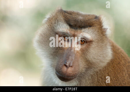 Maiale settentrionale coda macaque, Macaca leonina, Ritratto, Thailandia, Asia, macaco scimmia, animale Foto Stock