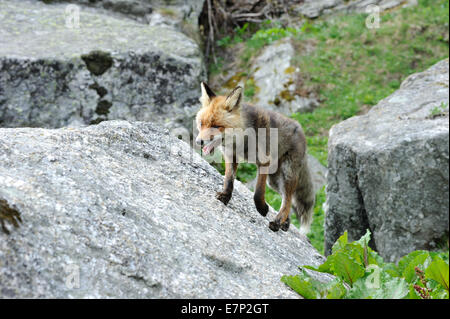 Red Fox, Fox, predator, canidi, astuto, Europeo, fox Vulpes vulpes, volpi, animali, animale selvatico, animali, Germania