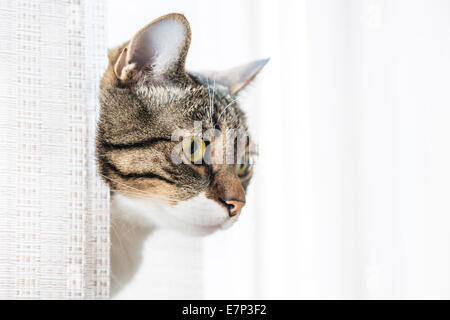 Piccolo grigio a strisce e curiosamente cercando cat isolati su sfondo bianco Foto Stock