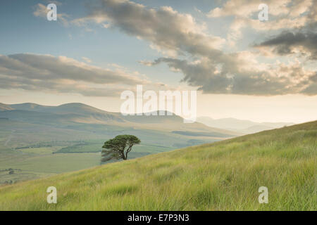 Lone Pine Tree, grande Mell cadde, Lake District inglese Foto Stock