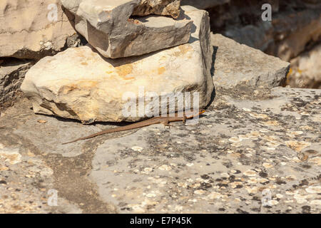 Parete dalmata lizard (Podarcis melisellensis) su un muro di pietra nel deserto Humac village, isola di Hvar, Croazia Foto Stock
