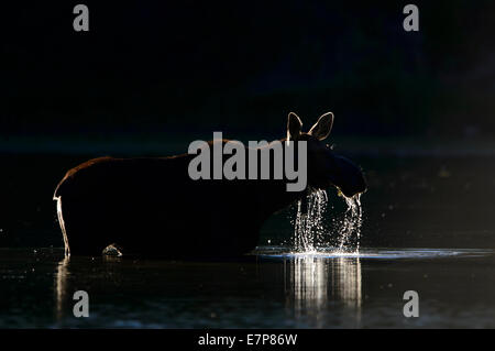 Una mucca stagliano alci (Alces alces) nel Glacier National Park Montana Foto Stock