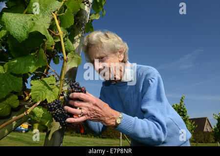 Halfpenny verde vigneto, Staffordshire, Regno Unito. Il 22 settembre, 2014. Primo giorno della vendemmia presso Halfpenny verde vigneto, Staffordshire. Il proprietario Martin Vickers si aspetta la più grande e migliore qualità di vendemmia poiché il vigneto ha iniziato 29 anni fa. Essi producono circa 60.000 bottiglie di vino per ogni stagione su 30 acri di terreno e le uve sono state raccolte da volontari. .I vigneti veterano raccoglitrice di volontariato 93 old Ann Hawkins Credito: David Bagnall/Alamy Live News Foto Stock