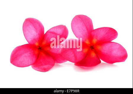 Due rossi fiori di frangipani isolato su bianco Foto Stock