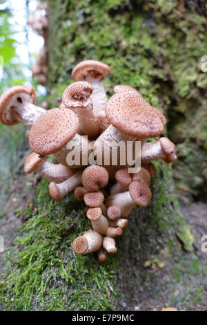 Sombere honingzwam Armillaria ostoyae Foto Stock