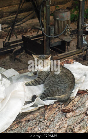 Gatto di villaggio. Foto Stock