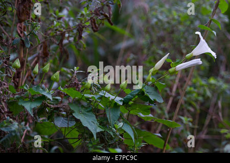 Hedge centinodia o bellbind Calystegia sepium Foto Stock