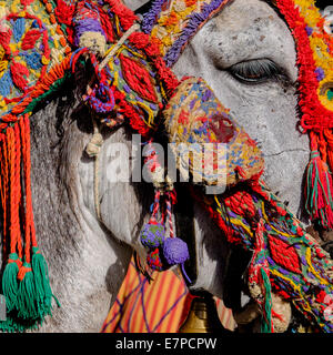 Spagna, Mijas, Close up dei cavi colorati sulla testa di asini Foto Stock