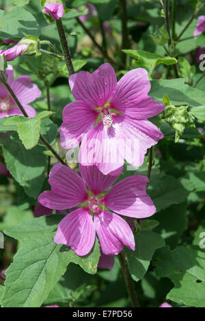 Pinky viola fiori Lavatera X Clementii rosea in un giardino Corbridge Northumberland England Regno Unito Regno Unito Foto Stock