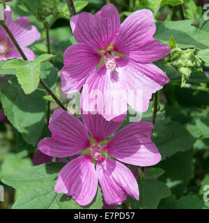 Pinky viola fiori Lavatera X Clementii rosea in un giardino Corbridge Northumberland England Regno Unito Regno Unito Foto Stock