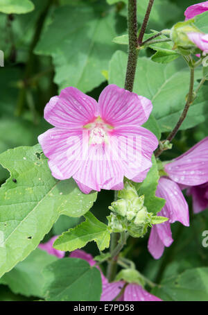 Pinky viola fiori Lavatera X Clementii rosea in un giardino Corbridge Northumberland England Regno Unito Regno Unito Foto Stock