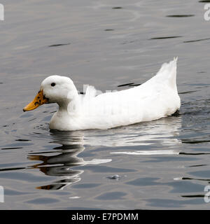 Bianco anatra addomesticata nuoto su un lago a Fairburn Ings vicino a Castleford West Yorkshire England Regno Unito Regno Unito Foto Stock