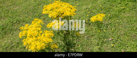 Cluster di giallo erba tossica fiori sulla Banca di Trento e Mersey Canal a Rode Heath Cheshire England Regno Unito Foto Stock