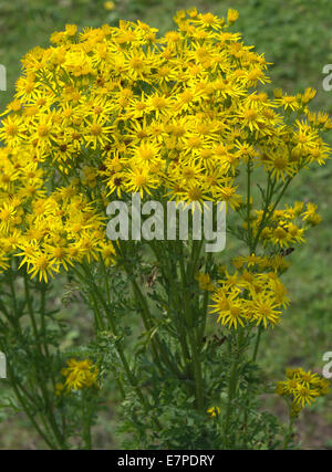 Cluster di giallo erba tossica fiori sulla Banca di Trento e Mersey Canal a Rode Heath Cheshire England Regno Unito Foto Stock