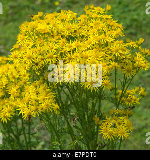 Cluster di giallo erba tossica fiori sulla Banca di Trento e Mersey Canal a Rode Heath Cheshire England Regno Unito Foto Stock