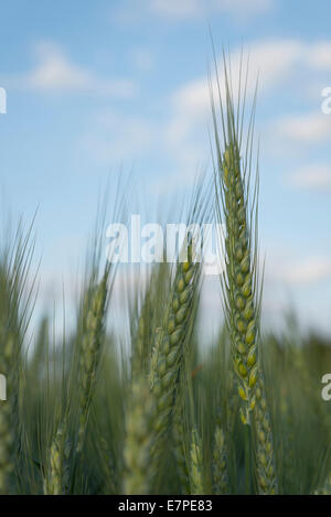 Stati Uniti d'America, Oregon, Marion County, il grano nel campo Foto Stock