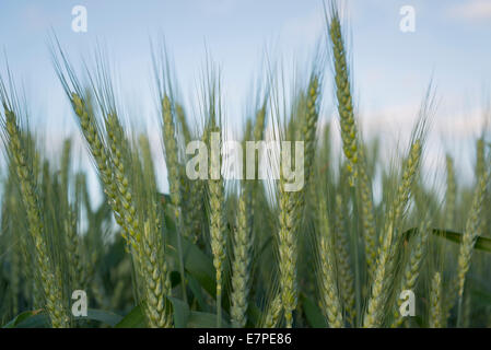 Stati Uniti d'America, Oregon, Marion County, il grano nel campo Foto Stock