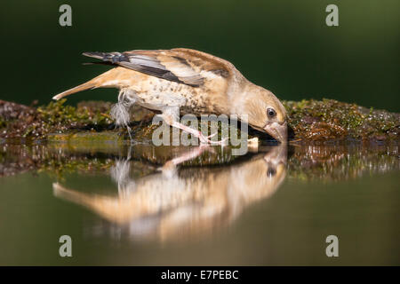 I capretti Hawfinch (Coccothraustes coccothraustes) bere da un pool di foresta Foto Stock