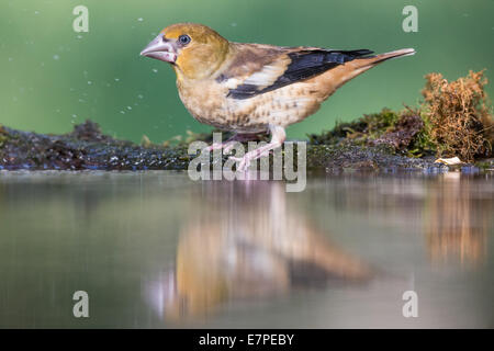 I capretti Hawfinch (Coccothraustes coccothraustes) permanente al bordo di una foresta coperta Foto Stock