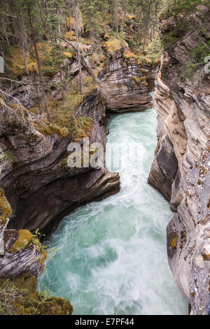 Athabasca River Falls, Icefields Parkway, Jasper National Park, Alberta, Canada, America del Nord. Foto Stock