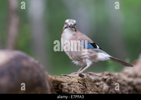 Eurasian Jay (Garrulus glandarius)in piedi su un log Foto Stock