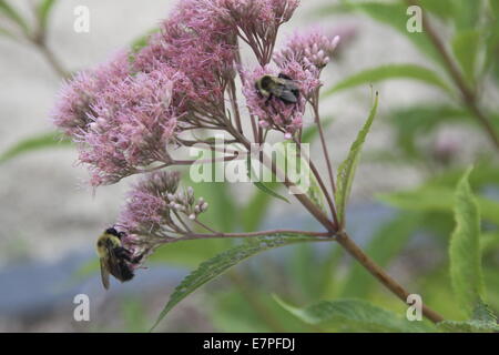 Le api di grandi dimensioni su una lavanda fiori colorati Foto Stock