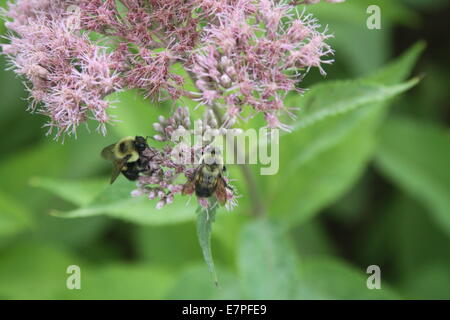 Le api di grandi dimensioni su una lavanda fiori colorati Foto Stock