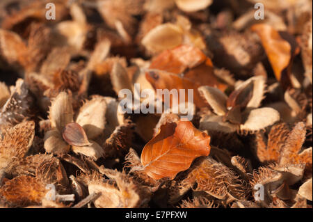 Masse un sacco di essiccato mature caduti faggio baccelli di semi semi sul suolo della foresta primi segni di autunno la caduta Foto Stock