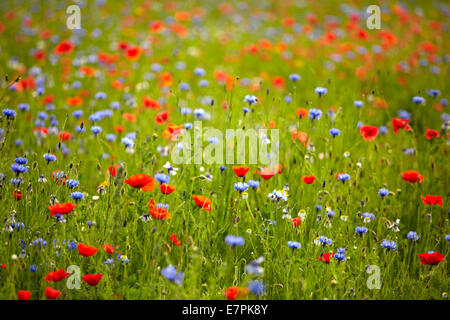 Poppies, cornflowers and other wild flowers. Foto Stock