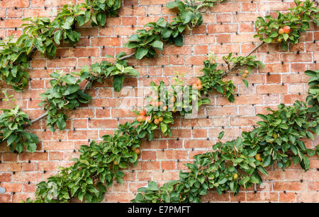 Diagonalmente espaliered meli su un rosso un muro di mattoni di un giardino inglese Foto Stock