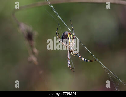 Wasp Spider (Argiope bruennichi) Foto Stock