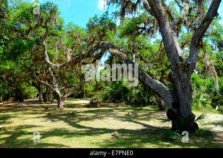 Myakka River State Park Sarasota Florida FL US STATI UNITI D'AMERICA Foto Stock