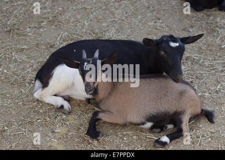 Mini / capre pigmee Foto Stock