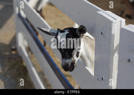 Mini / capre pigmee Foto Stock