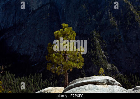 CA02269-00...CALIFORNIA - Pine tree crescono fuori di una spaccatura nel granito sul punto di Yosemite nel Parco Nazionale di Yosemite. Foto Stock