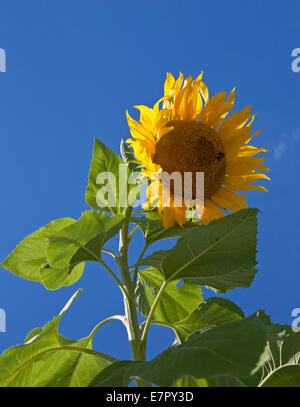 Primo piano di una testa di girasole al suo picco di fioritura. Foto Stock