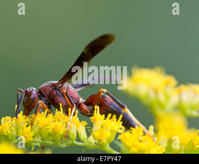 Carta wasp (Polistes sp.) sul fiore oro. Foto Stock