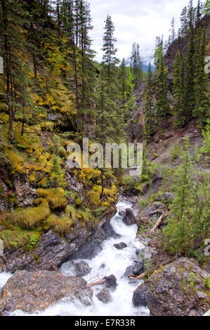 Sundance Canyon, grotta di Bacino Trail, Banff, Alberta, Canada Foto Stock