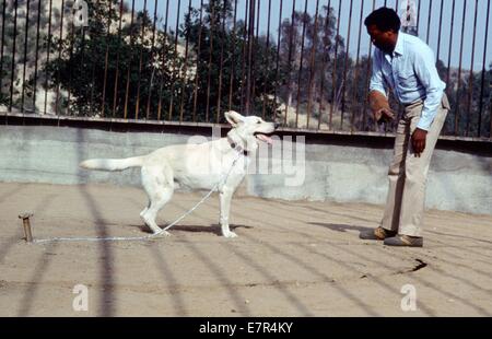 Cane bianco Anno : 1982 USA Direttore : Samuel Fuller Paul Winfield Foto Stock