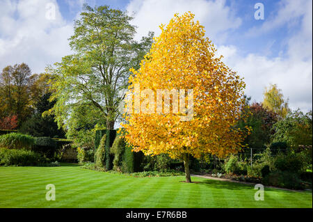 Giovani Liriodendron albero che mostra colore di autunno nel Regno Unito Foto Stock