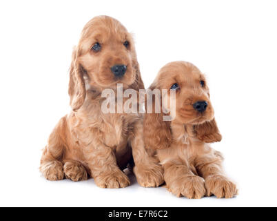 Due cuccioli di razza cocker inglese in un studio Foto Stock