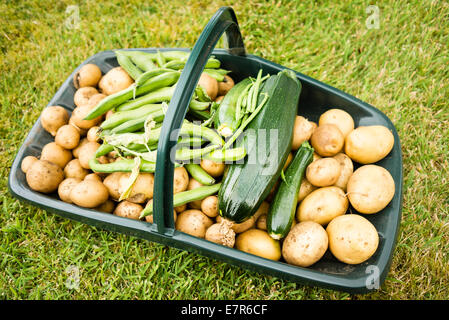 Trug piena di appena raccolto orto compresi poatatoes e fagioli Foto Stock